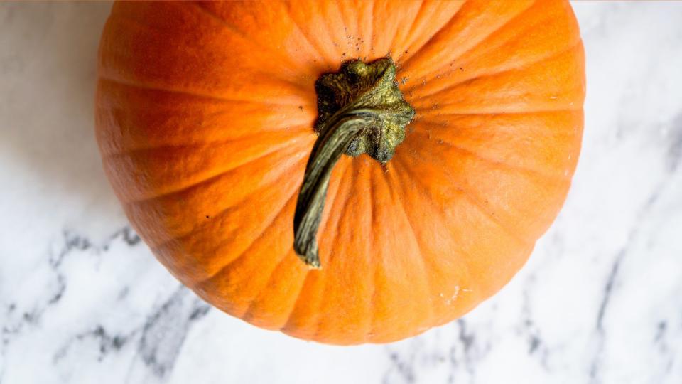 Pumpkin facts and trivia - large pumpkin
