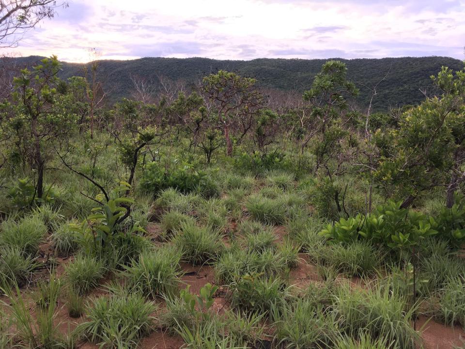 El Cerrado brasileño, sabana adaptada al fuego recurrente, recuperándose tras un incendio. Imma Oliveras Menor