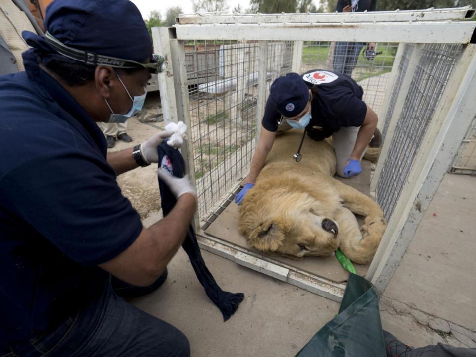 'Large wild animals such as bears and lions kept in desolate cages, can pose a threat to humans,' says Dr Khalil (Four Paws)