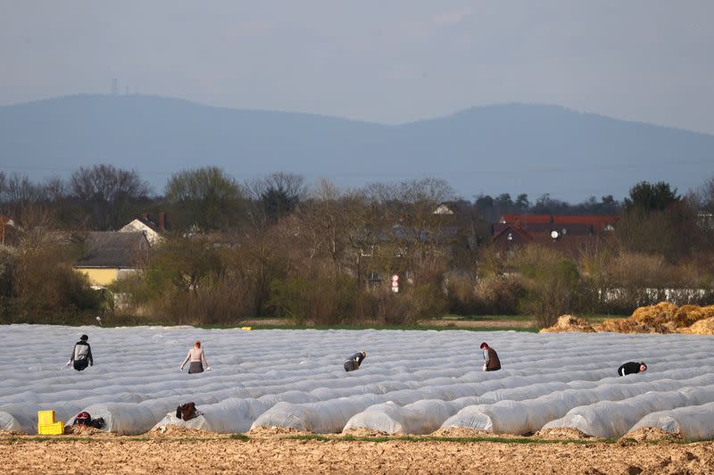FILE PHOTO: Asparagus is harvested in a field in Weiterstadt near Frankfurt