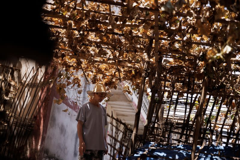 Local farmer Chen Xiaohua, 68, stands underneath a canopy of melon plants that died as the region is experiencing a drought in Fuyuan village in Chongqing