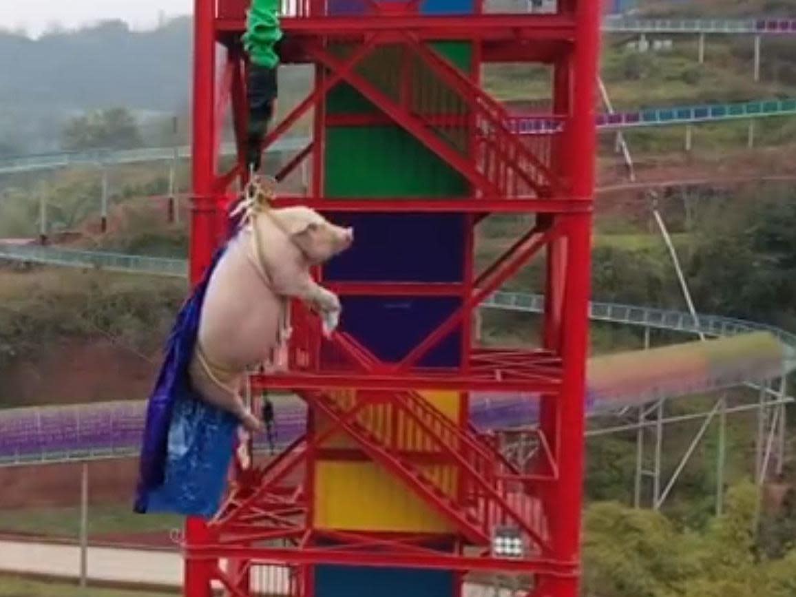 A 75kg pig was forced to bungee jump in a theme park in Chongqing, China: CCTV Network