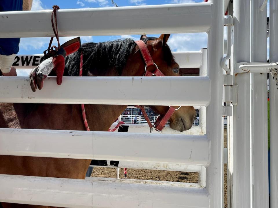 A saddle bronc horse waits in the bucking chute at the Sundre Pro Rodeo, June 23. 