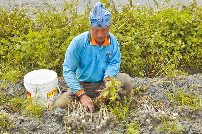 雲林縣口湖鄉農民王貴仙以自然農法種出高價蒜頭，1台斤260元還供不應求。（張朝欣攝）