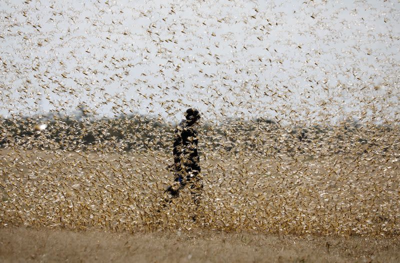 A man attempts to fend-off a swarm of desert locusts at a ranch near the town of Nanyuki in Laikipia county