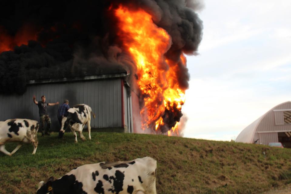 Cows escape the flames thanks to dedicated employees and first responders at Brunton Dairy on Oct. 26, 2023. According to Jeff Brunton, almost all of the animals were able to get to safety.