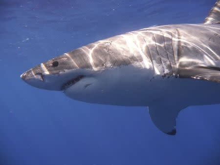 A Great White shark is pictured in the Eastern North Pacific in this undated handout photograph courtesy of Kevin Weng, University of Hawaii. REUTERS/Kevin Weng, University of Hawaii/Handout via Reuters