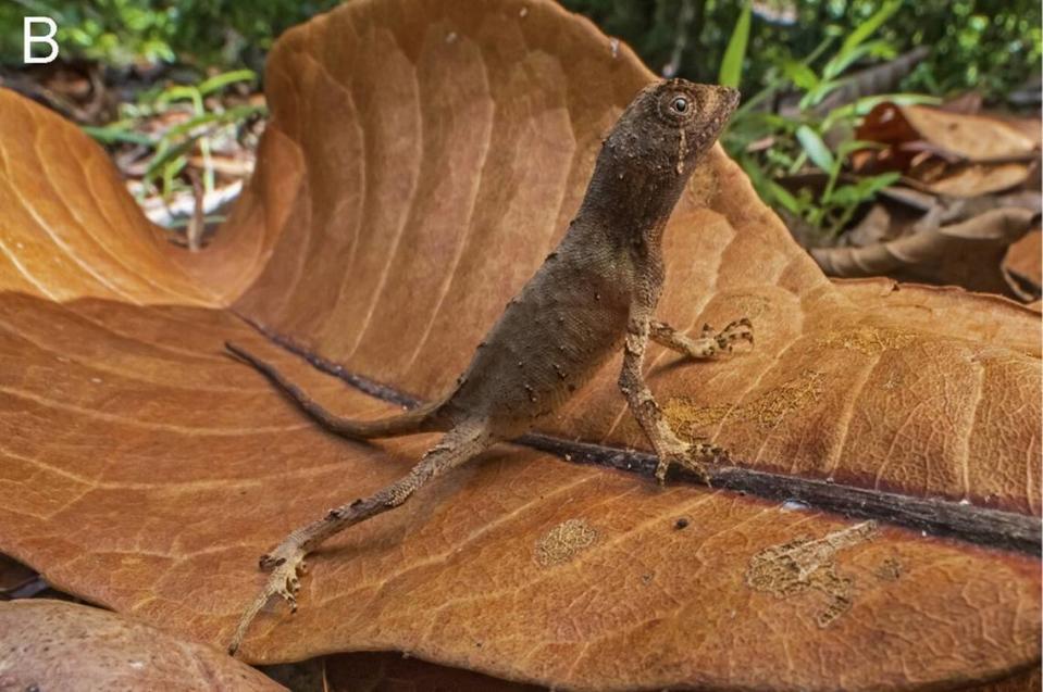 Una hembra agasthyagama edge, o lagartija canguro del norte en el bosque.