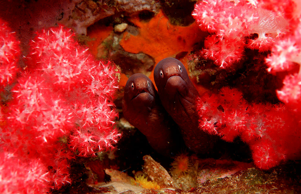 https://www.gettyimages.com/detail/news-photo/white-eyed-moray-siderea-thyrsoidea-burma-myanmar-birma-news-photo/549407507?adppopup=true