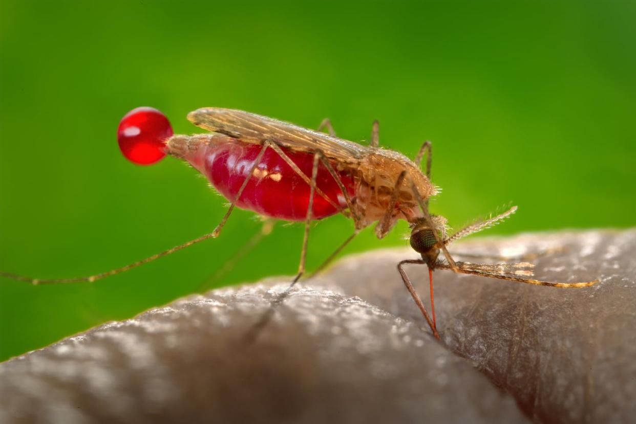 <span class="caption">Hembra de mosquito _Anopheles gambiae_, vector del parásito que causa la malaria, _Plasmodium falciparum_. Este parásito produce un precursor llamado (E)-4-hidroxi-3-metil-but2-enil pirofosfato que activa los glóbulos rojos humanos para atraer con más fuerza al mosquito e invitarle a chuparnos la sangre.</span> <span class="attribution"><a class="link " href="https://commons.wikimedia.org/wiki/File:Zanzara_Anopheles_Gambiae.jpg" rel="nofollow noopener" target="_blank" data-ylk="slk:Wikimedia Commons / CDC/ James Gathany;elm:context_link;itc:0;sec:content-canvas">Wikimedia Commons / CDC/ James Gathany</a></span>