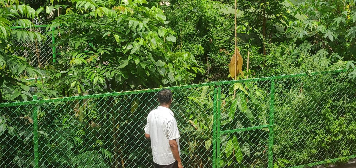 <span class="caption">Une microforêt Miyawaki, 9 mois après sa plantation.</span> <span class="attribution"><a class="link " href="https://upload.wikimedia.org/wikipedia/commons/1/11/Miyawaki_forest_-_9_months_after_planting.jpg" rel="nofollow noopener" target="_blank" data-ylk="slk:Wikimedia commons;elm:context_link;itc:0;sec:content-canvas">Wikimedia commons</a>, <a class="link " href="http://creativecommons.org/licenses/by-nc-sa/4.0/" rel="nofollow noopener" target="_blank" data-ylk="slk:CC BY-NC-SA;elm:context_link;itc:0;sec:content-canvas">CC BY-NC-SA</a></span>