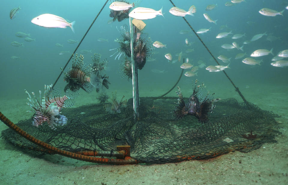 Lionfish swim near a trap offshore near Destin, Fla., on July 6, 2018. Scientists are looking at traps as a better way to kill the beautiful but brutally destructive invaders with huge appetites than shooting them one by one with spearguns. Traps could also be used at depths spearfishers cannot reach. (Alexander Fogg/Destin – Fort Walton Beach via AP)