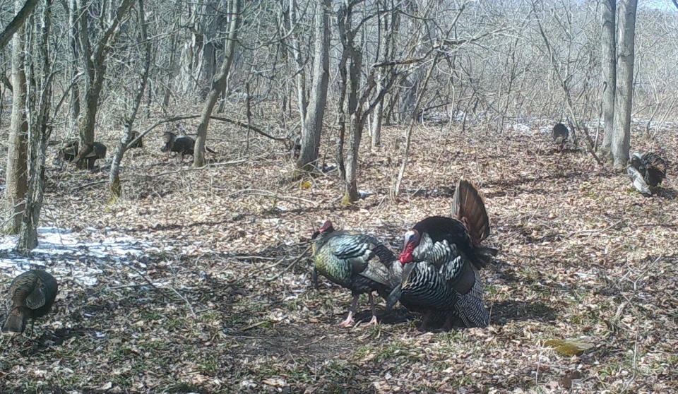 A gobbler in full display and his long-beard toadie are surrounded by their harem of hen turkey.
