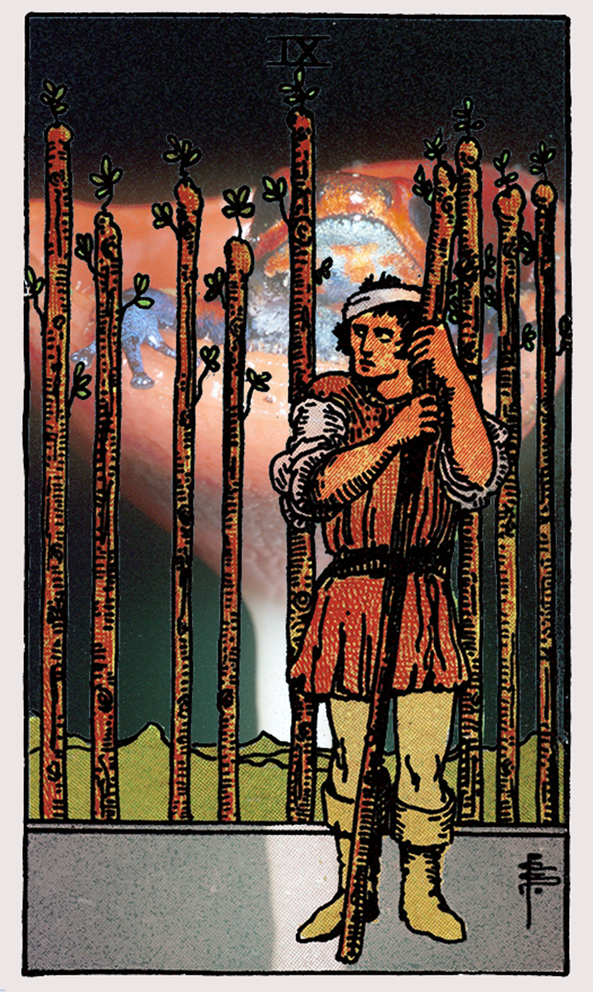 nine of wands tarot card