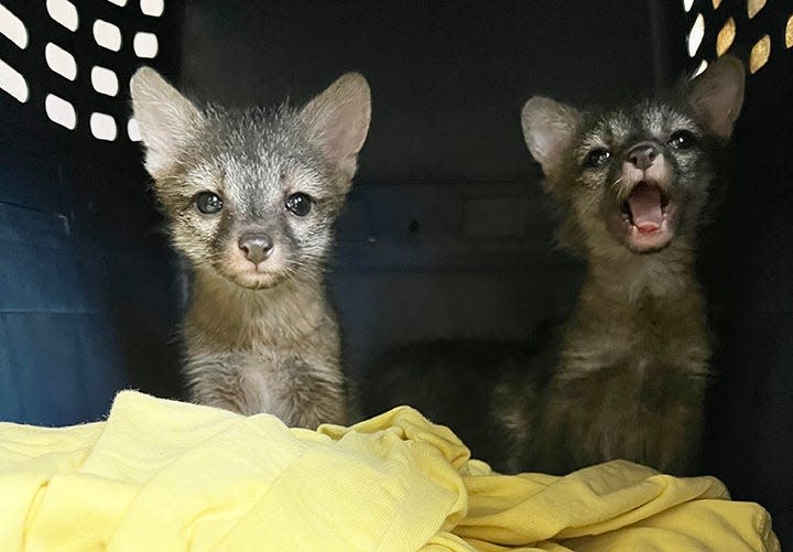 Zorros en el centro de rehabilitación de Austin Wildlife Rescue en Elgin, Texas. Normalmente, el centro atiende a 9 mil animales en julio y agosto de cada año, pero este año esperan 9,500 debido a la recepción de animales adicionales de centros de rescate afectados por el huracán Beryl. Proporcionado por Austin Wildlife Rescue.