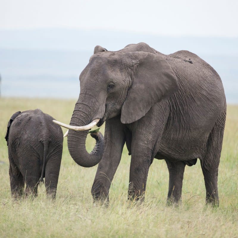 非洲象因象牙遭大量捕獵，擁有象牙的大象越來越少。（取自Elephant Voices臉書）