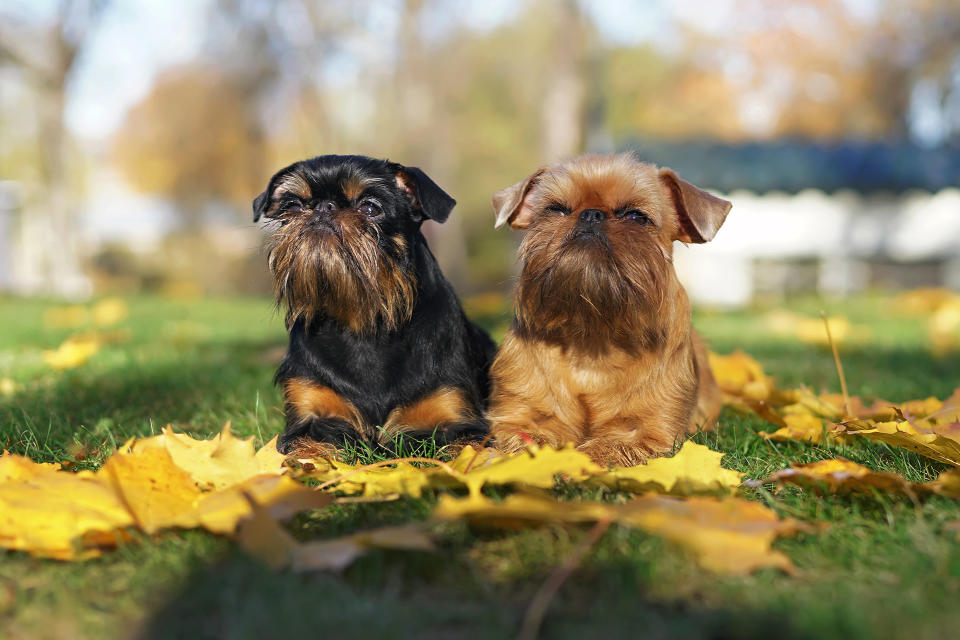 Brussels Griffon