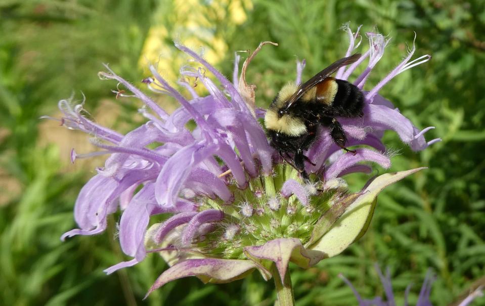 A 2016 file photo shows a rusty patched bumblebee in Minnesota, which was officially designated an endangered species March 21, 2017. Federal regulators said Monday, Aug. 31, 2020, they won't designate critical habitat for the rusty patched bumblebee, the first bee species in the continental U.S. to be listed as endangered.