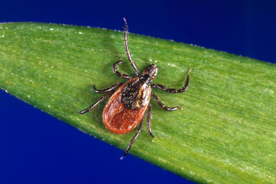 Wash after walking: Deer ticks can latch on during a walk in woodland or grassy areas (AP)