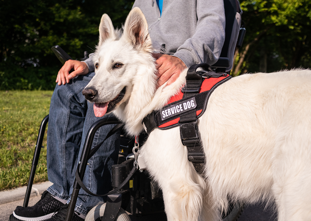 Man in wheelchair with service dog outside.