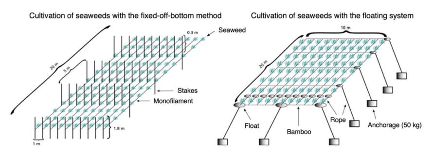 聯合國報告分析可行的海藻農場形式。圖片來源：聯合國報告