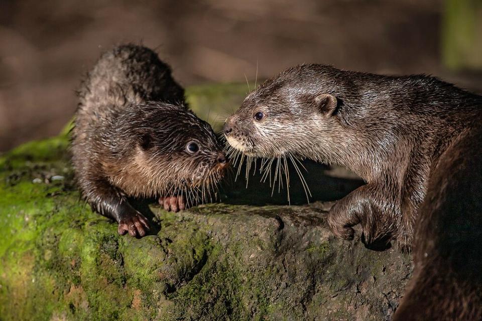 Chester Zoo