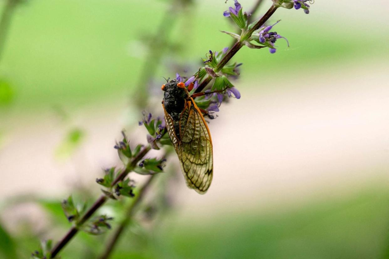 PHOTO: A newly emerged adult cicada dries its wings on a flower in Louisville, Ky., May 20, 2021.  (Amira Karaoud/Reuters, FILE)