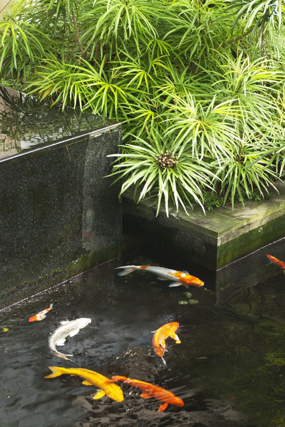 japanese variegated carps swimming in garden pond