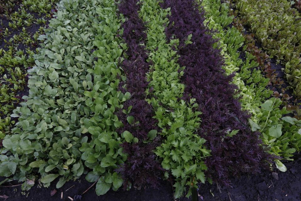 FILE - A variety of lettuce grows on a floating farm known as a chinampa in Xochimilco, Mexico City on July 13, 2017. Efforts to put agriculture on or in the water are as old as the Aztecs, who built artificial islets to grow food long ago in what's now Mexico. (AP Photo/Marco Ugarte, File)