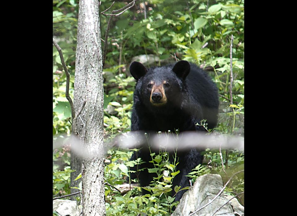 A black bear is seen in the Shenandoah National Park in Virginia. KAREN BLEIER/AFP/GettyImages