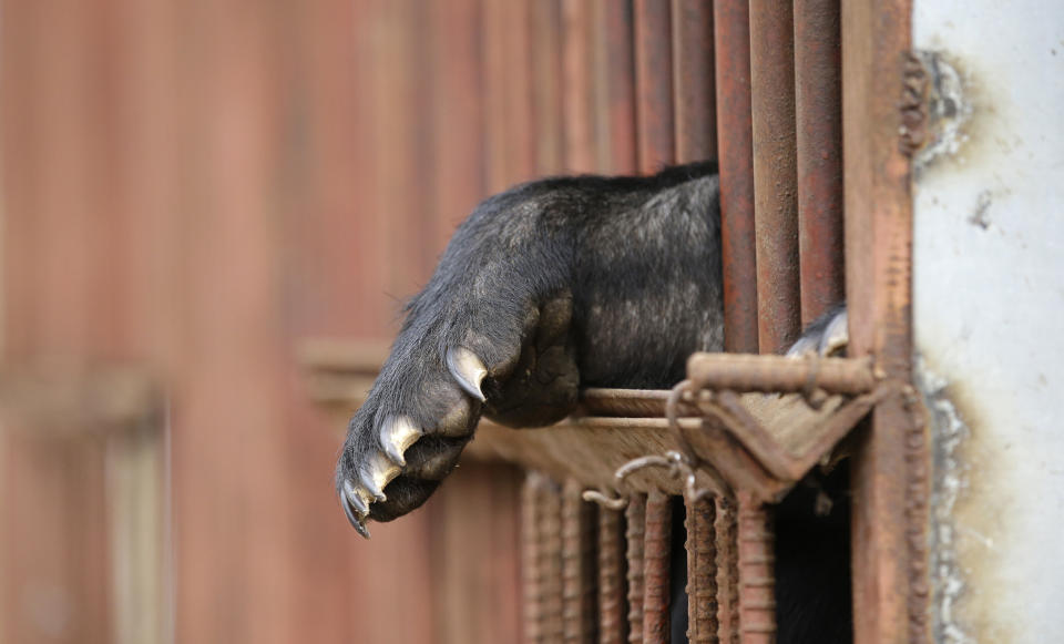 In this photo taken on Jan. 24, 2014, a bear stretches its forepaw through a cage at a bear farm in Dangjin, south of Seoul, South Korea. Several bears lie stacked on top of each other, as still as teddy bears, as they gaze out past rusty iron bars. Others pace restlessly. The ground below their metal cages is littered with feces, Krispy Kreme doughnuts, dog food and fruit. They’ve been kept in these dirty pens since birth, bred for a single purpose: to be killed for their bile. (AP Photo/Lee Jin-man)