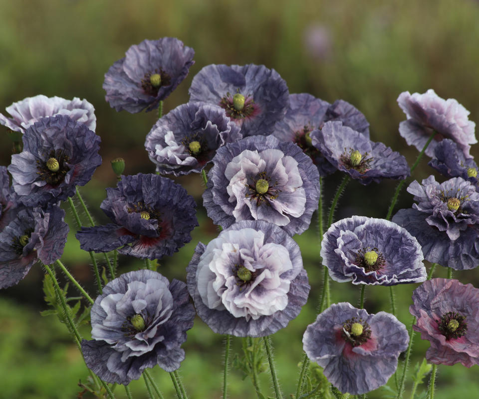 Annual poppy 'Amazing Grey'