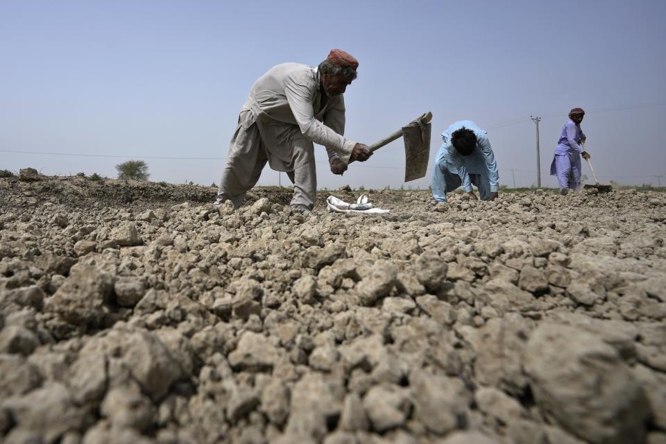 Farmers prepare land for seed germination of rice crop, which was badly affected in the last year flood, in Ismail Khan Khoso village in Sohbatpur, a district of Pakistan's Baluchistan province, Thursday, May 18, 2023. Experts are warning that rice production across South and Southeast Asia is likely to suffer with the world heading into an El Nino. (AP Photo/Anjum Naveed)