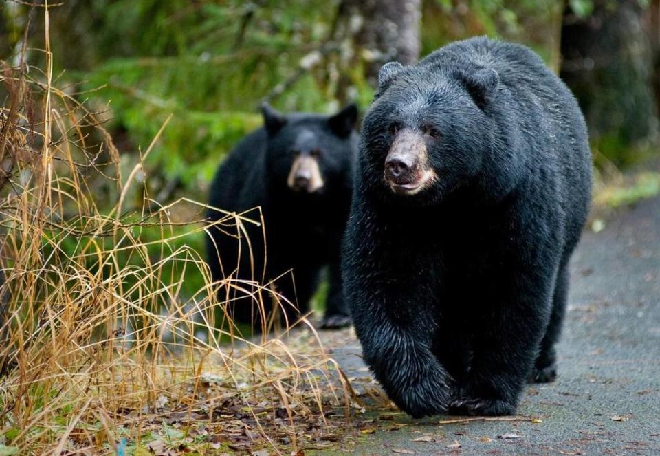 FILE--In this Oct. 22, 2014, file photo, A black bear sow and her cub walk along the Trail of Time at the Mendenhall Glacier Visitor Center on Oct. 22, 2014, in Juneau, Alaska. A woman in Maryland was attacked by a black bear after her dog treed one of the bear’s cubs.