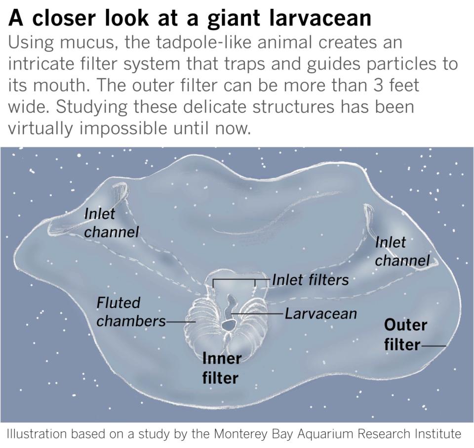 Giant larvaceans, or Bathochordaeus.