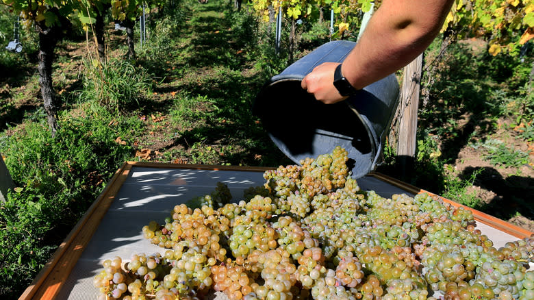 grapes harvested for wine