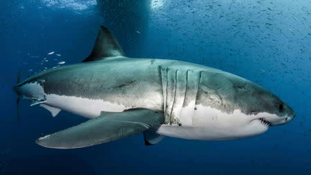 A great white shark is seen in the waters near Guadalupe Island off the coast of Mexico in this 2012 handout photo obtained by Reuters February 18, 2019. Byron Dilkes/Danah Divers/Handout via REUTERS