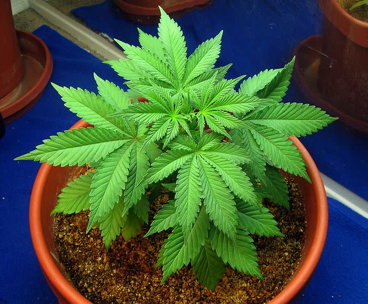 Photo: Plantlady223. Licence: https://creativecommons.org/licenses/by-sa/4.0/ Source: https://commons.wikimedia.org/wiki/File:Young_cannabis_plant_in_the_vegetative_stage_01.jpg