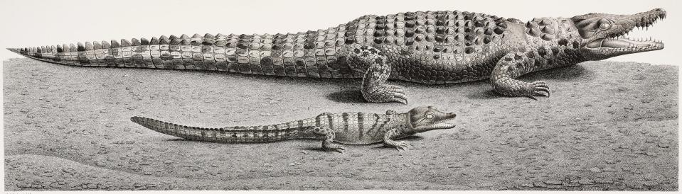 A drawing of two crocodiles, one full size and smaller one in front