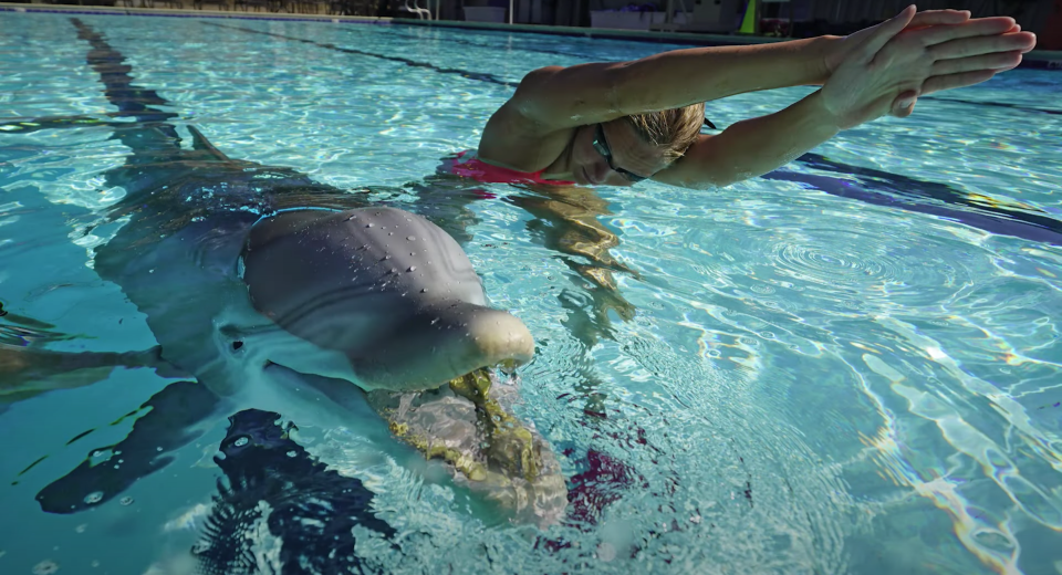 This ultra-realistic animatronic dolphin may replace real ones at theme parks.