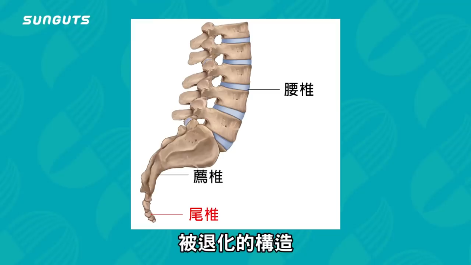 三個字SunGuts授權提供