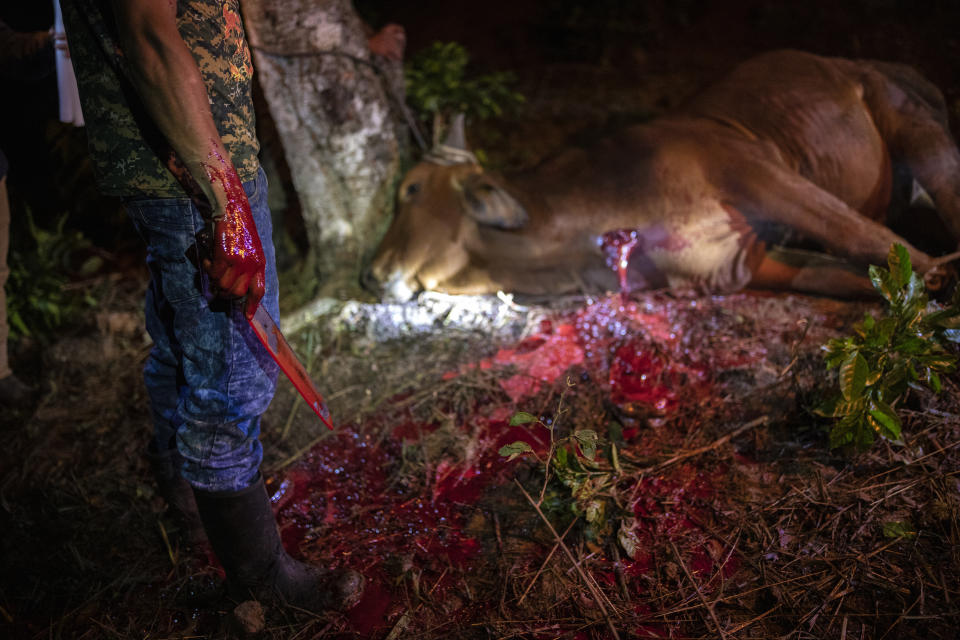 Hector Hualim Lem waits for a bull to bleed after butchering it to sell its meat to neighbors, in the makeshift settlement Nuevo Queja, Guatemala, Tuesday, July 13, 2021. The community is a temporary settlement founded by survivors of a mudslide triggered by Hurricane Eta that buried their Guatemalan town in November 2020. (AP Photo/Rodrigo Abd)