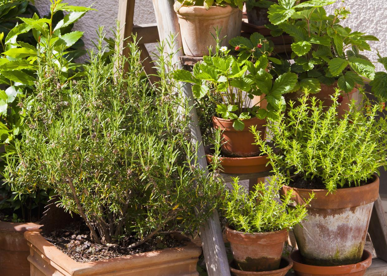  Herbs in terracotta planters on steps 