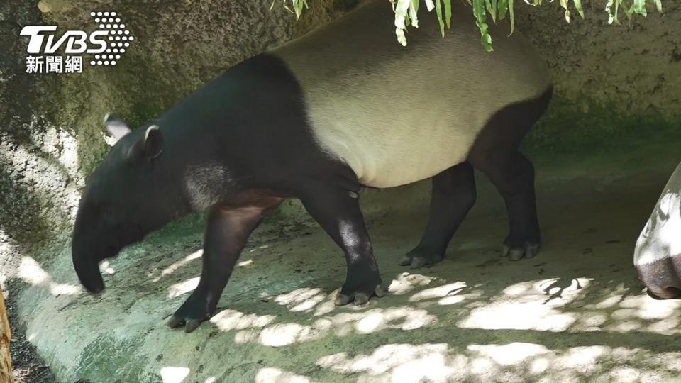 園區內熱帶雨林區的馬來貘「貘克」昨（18）日下午不幸過世。（圖／TVBS）