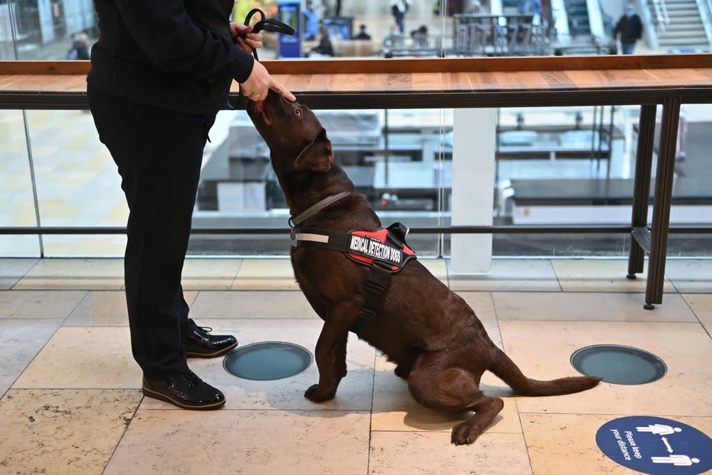 Sniffer dogs ‘can accurately detect airport passengers infected with Covid-19’ (Justin Tallis/PA) (PA Archive)
