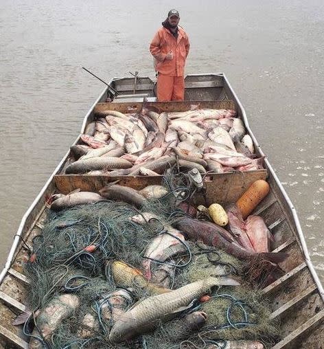 美國水域捕獲的亞洲鯉魚碩大無比。（圖／翻攝自推特）