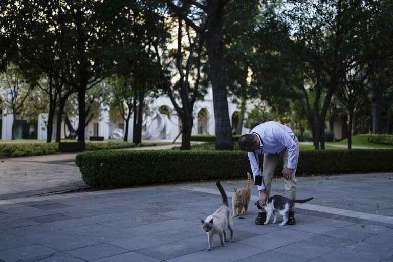 El veterinario Jesús Arias saluda a Ollin en un patio del Palacio Nacional, en la Ciudad de México, el jueves 4 de marzo de 2024. Ollin es uno de los 19 gatos de palacio que han hecho historia después de que el gobierno del presidente mexicano Andrés Manuel López Obrador los declarara 