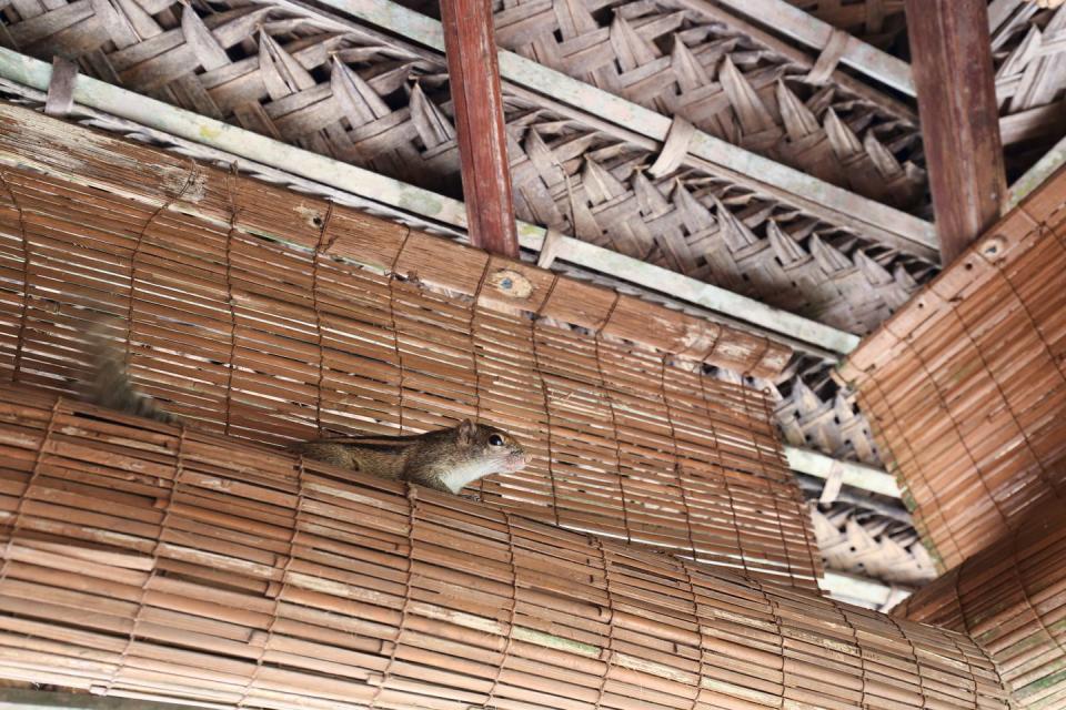 squirrel in the attic of a house