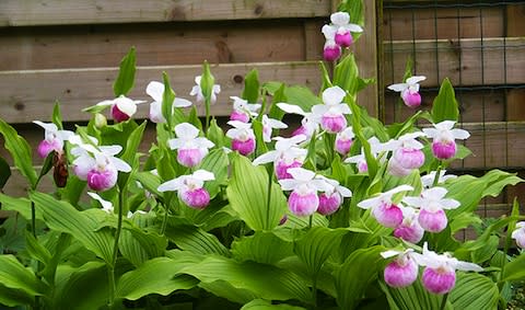 Cypripedium reginae AGM- showy lady’s slipper