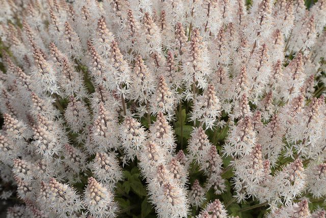 Adrian Burke / Getty Images  Masses of foamy white to pinkish flowers gave foamflower its name